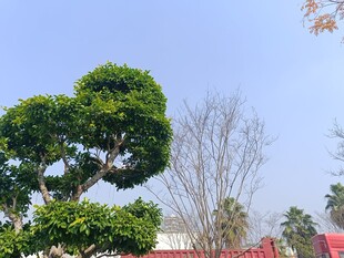 造型独特的景观树