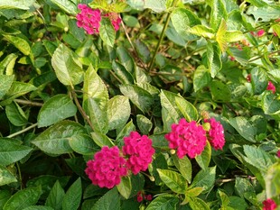 娇艳粉色花朵绽放绿叶间