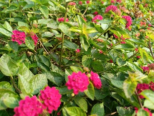 艳丽玫红花朵绽放绿叶间