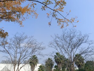 秋日树梢与蓝天景色