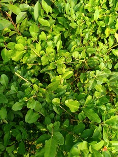 翠绿繁茂的植物叶片