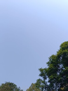 蓝天绿树风景图