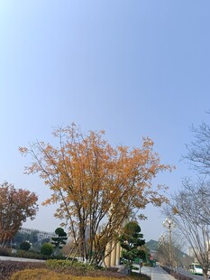 秋日路旁斑斓树木景观