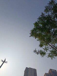 城市天际线与树间的十字架