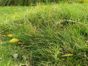 草地上的黄色小花