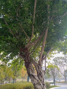 公园中扭曲枝干的茂盛大树