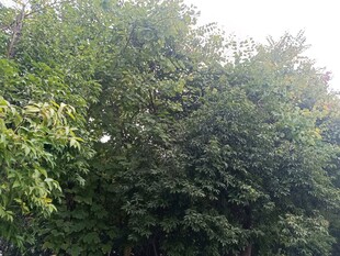 茂密树林绿意盎然