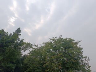 天空下的葱郁树木