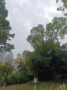 城市中的绿意盎然景致