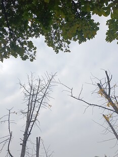 枯树与枝叶的自然景象