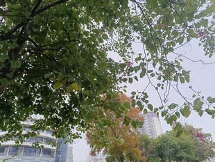 秋日枝头绿叶与城市景致