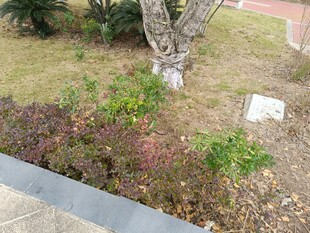 户外草地旁的绿植景观