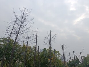 枯树林立的萧瑟景象