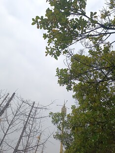 树林中的金属结构装置