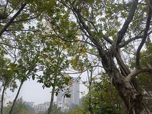 林间繁茂树木景观