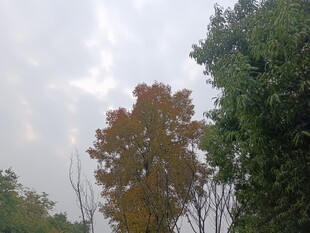 秋日树林中的多彩树木