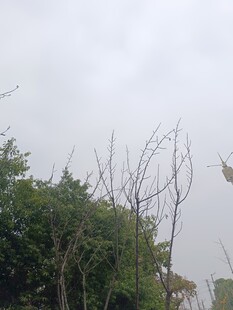 阴天中的绿植景观