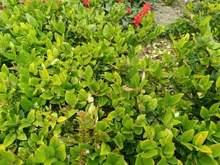 翠绿植物中的红色点缀