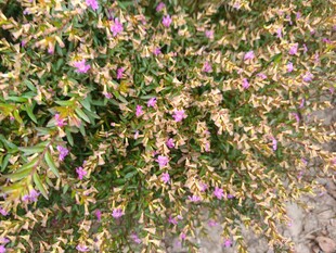 繁茂花丛绽放美丽小花