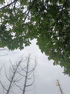 绿叶枯枝对比景象