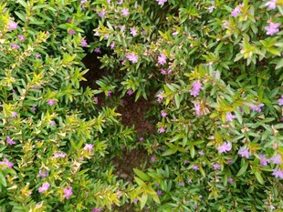 繁茂绿植中的紫色小花