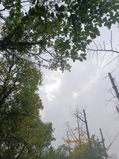 林间树梢望天空