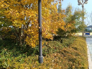 秋日路边黄叶树木景致