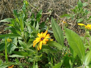 黄色小花绽放于绿叶间