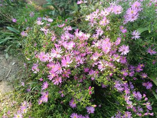 绽放的粉紫色花卉