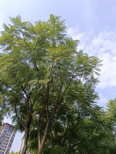 夏日绿树蓝天景致