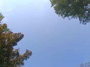 仰望蓝天与枝叶