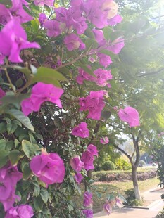繁花满枝的艳丽紫色花卉