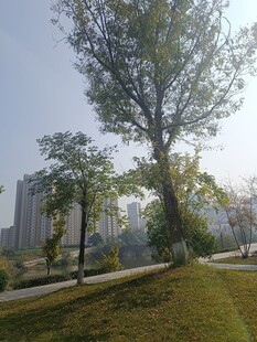 城市中绿树成荫的步道