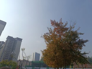 秋日城市中的斑斓树木