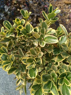 金边绿叶植物特写