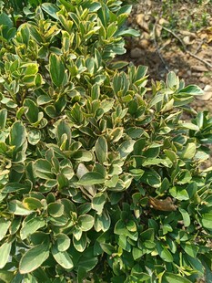 绿叶繁茂的灌木丛