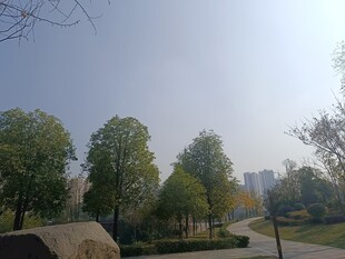 城市公园中的宁静景致