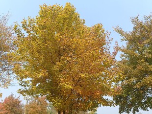 秋日斑斓树木景观