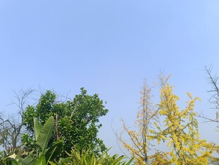 蓝天映衬下的多彩树木