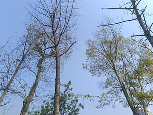 秋日枯树与蓝天景象