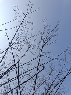 冬日光秃树枝与蓝天