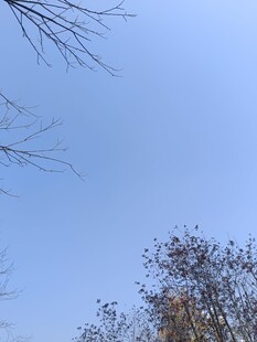 蓝天枯枝景象