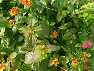 多彩花卉绿植景观