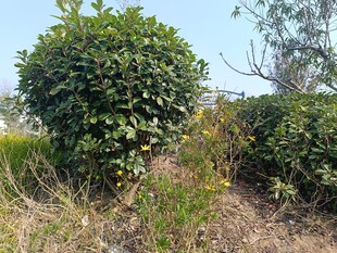 修剪整齐的绿植景观