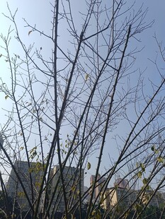 冬日光秃树枝与远处建筑