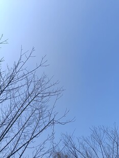 冬日树枝映衬蓝天