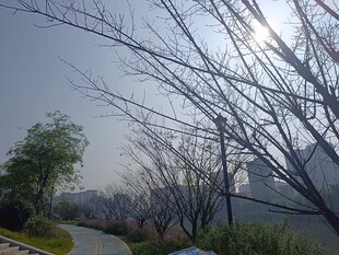 阳光洒落的静谧户外小径