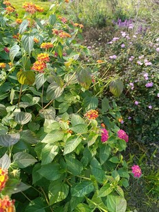 多彩花卉绿植景观