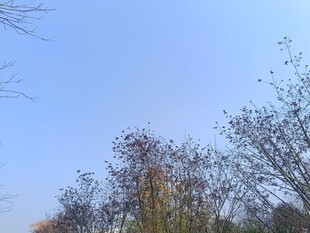 蓝天映衬下的树木景观