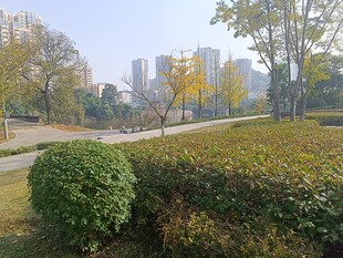 秋日城市公园绿植景观